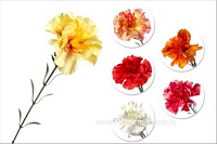 Цветок искусственный "Гвоздика", H60 см, в асс. - фото 1