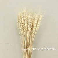 Набор колосков пшеницы, 60 см (30 шт) - фото 1