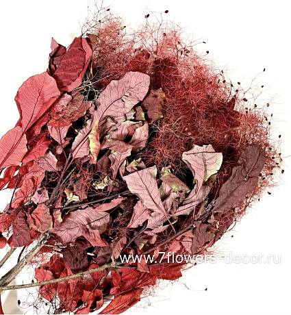 Сухоцветы стабилизированные Котинус, H55 см, набор 100 гр - фото 1