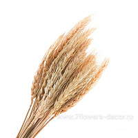 Набор колосков пшеницы, 60 см, (30 шт) - фото 1