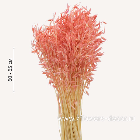 Сухоцветы Овес, H60 см, набор 40 гр - фото 1