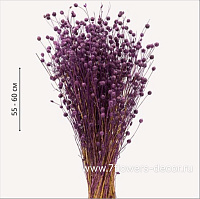 Набор сухоцветов "Лён"  55-60 см, (50 гр) - фото 1