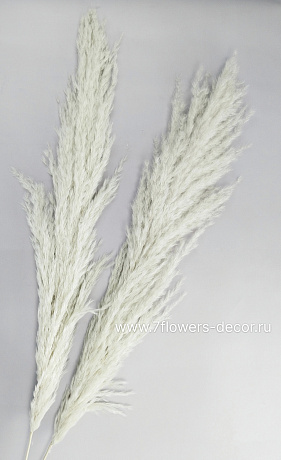 Пампасная трава, Н120 см, набор (2 шт) - фото 1
