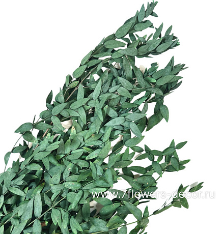 Сухоцветы стабилизированные Эвкалипт, H55 см, набор 120 гр - фото 1