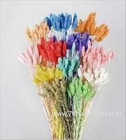 Сухоцветы "Фалярис", H60 см, набор (30 шт) - фото 1
