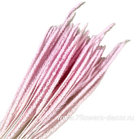 Сухоцветы стабилизированные "Флеум", H70 см, набор (50 шт) - фото 1