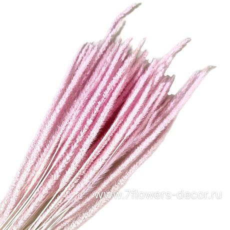 Сухоцветы стабилизированные Флеум, H70 см, набор (50 шт) - фото 1