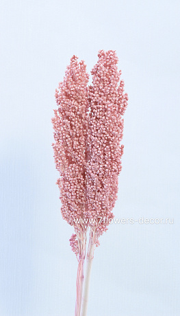 Набор сухоцветов Сорго, 60 см, (2 шт) - фото 1
