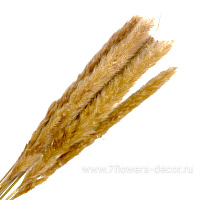 Набор пампасной травы, 60-70см, (10 шт) - фото 1