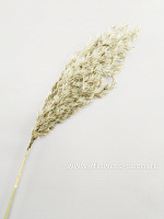 Пампасная трава, Н100 см - фото 1