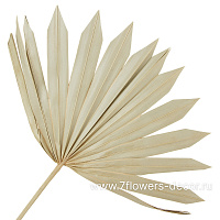 Пальмовый лист декоративный, 40см - фото 1