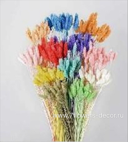 Сухоцветы Фалярис, H60 см, набор (30 шт) - фото 1