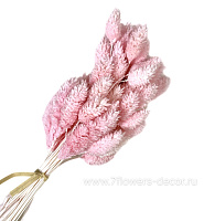 Сухоцветы "Фалярис", H60 см, набор (50 шт) - фото 1