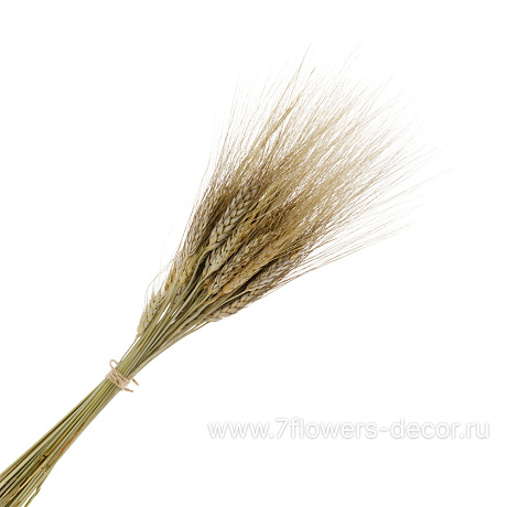 Букет из сухоцветов Пшеница, 65 г - фото 1