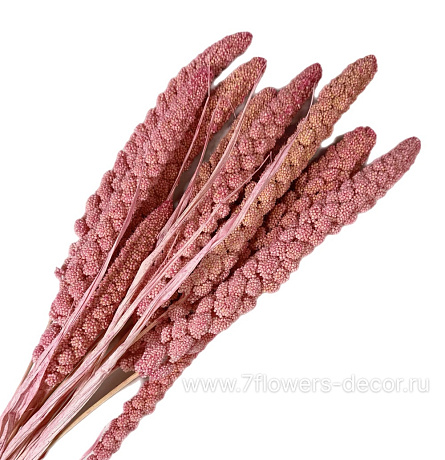 Сухоцветы стабилизированные Сетария, H70 см, набор (10 шт) - фото 1