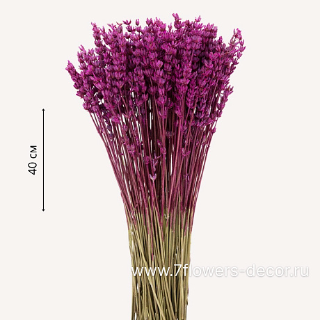 Сухоцветы стабилизированные Лаванда, Н40 см, набор - фото 1