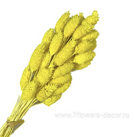 Сухоцветы "Фалярис", H60 см, набор (50 шт) - фото 1