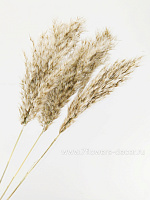 Пампасная трава, Н60 см, набор (3 шт) - фото 1
