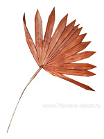 Пальмовый лист, H45 см - фото 1