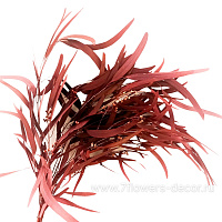 Набор сухоцветов "Эвкалипт Николи" стабилизированный 60-70 см, (110 гр) - фото 1