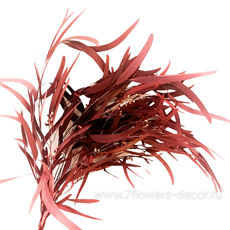 Набор сухоцветов Эвкалипт Николи стабилизированный 60-70 см, (110 гр) - фото 1