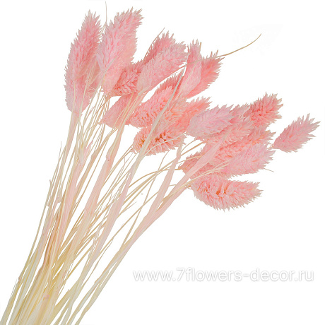 Набор сухоцветов Фалярис, 60 см - фото 1