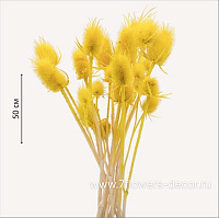 Набор сухоцветов "Ворсянка" 7-8 головок, 50 см - фото 1