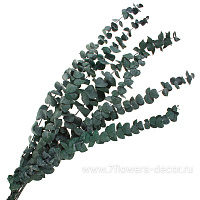 Набор сухоцветов "Эвкалипт",  60-65 см - фото 1