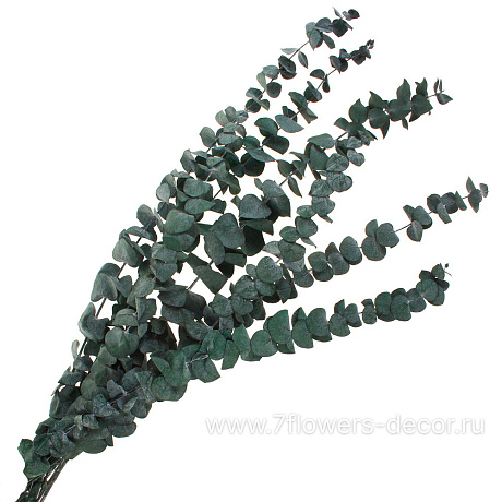 Набор сухоцветов Эвкалипт,  60-65 см - фото 1