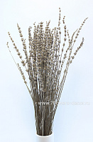Набор сухоцветов "Лаванда" стабилизированный, 60 см (50-60гр) - фото 1
