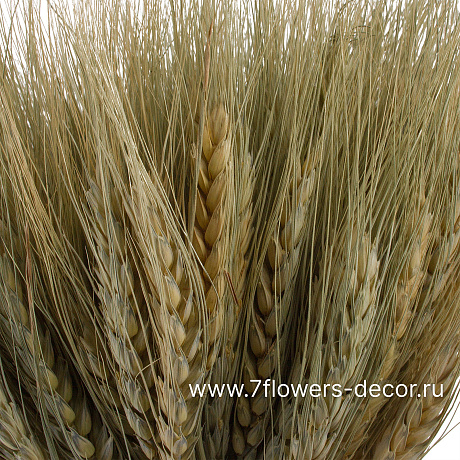 Букет из сухоцветов Пшеница, H 48 см - фото 2