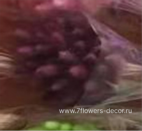 Сухоцветы Лагурус, H65 см, набор (50 шт) - фото 1