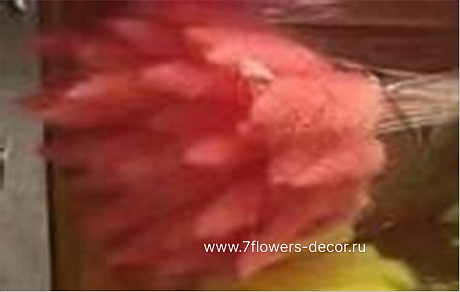 Сухоцветы Лагурус, H65 см, набор (50 шт) - фото 1
