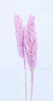 Набор сухоцветов "Сорго", 60 см, (2 шт) - фото 1