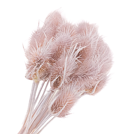 Набор сухоцветов Ворсянка 7-8 головок, 50 см - фото 1