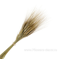 Букет из сухоцветов "Пшеница", 65 г - фото 1