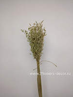 Сухоцветы "Овес", H60 см, набор 40 гр - фото 1