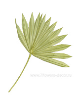 Пальмовый лист, H45 см - фото 1
