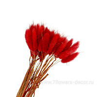 Набор сухоцветов "Лагурус", 30 шт, 60 см - фото 1